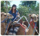 Camel Safari
