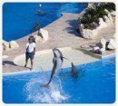 Entrenador por Un Día (Dolphinaris Cancún) + Entrada al Parque Wet'n Wild