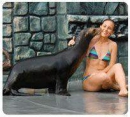 Nado con Lobos Marinos
