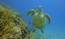 Scuba Diver Course en Maroma Adventures