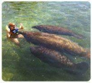 Sea Life Circle