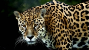 Santuario del Jaguar y Zona Arqueológica Copalita Santuario del Jaguar y Zona Arqueológica Copalita
