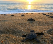 Laguna y liberación de tortuga Laguna y liberación de tortuga