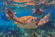 Exclusive Private Tour Tulum, Cenote, Turtles & Beach Club 