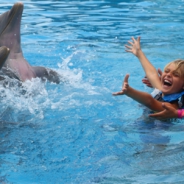 Dolphin Encounter Maroma Dolphin Encounter Maroma
