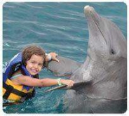 Dolphin Royal Swim Maroma Dolphin Royal Swim Maroma