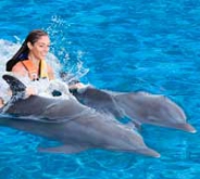 Dolphin Royal Swim / Dolphin Akumal Dolphin Royal Swim / Dolphin Akumal