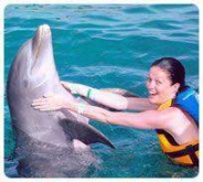 Dolphin Swim Adventure (Dolphin Discovery Puerto Aventuras)
Dolphin Swim Adventure (Dolphin Discovery Puerto Aventuras)