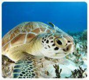 Buceo de Dos Tanques en Cancún (sólo para buzos certificados) Buceo de Dos Tanques en Cancún (sólo para buzos certificados)