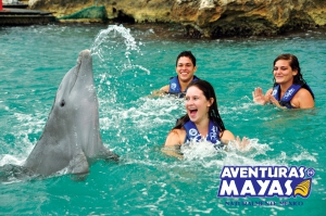 Dolphin Xtreme Dolphin Xtreme