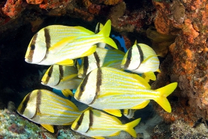 Snorkel Tour Cancun Snorkel Tour Cancun