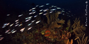 Buceo nocturno en Cancún (Para buzos certificados) Buceo nocturno en Cancún (Para buzos certificados)