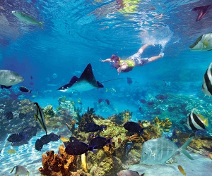 Reef Experiences Essential Reef Experiences Essential