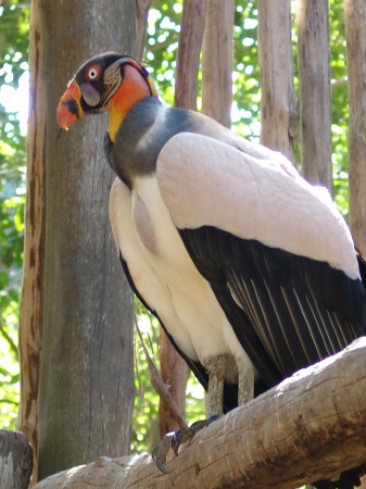 Xcaret 