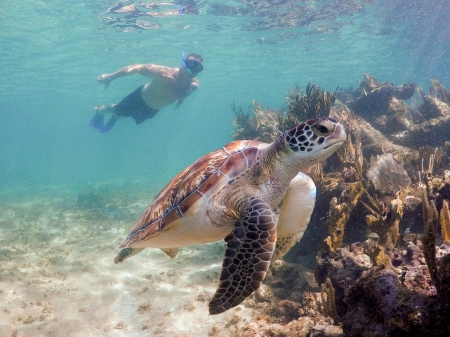 Cenote, Turtle, & Beach Club