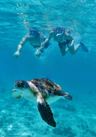 Cenote, Turtle, & Beach Club