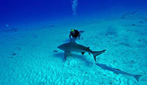 Shark Diving Adventure with Maroma Dive center Shark Diving Adventure with Maroma Dive center