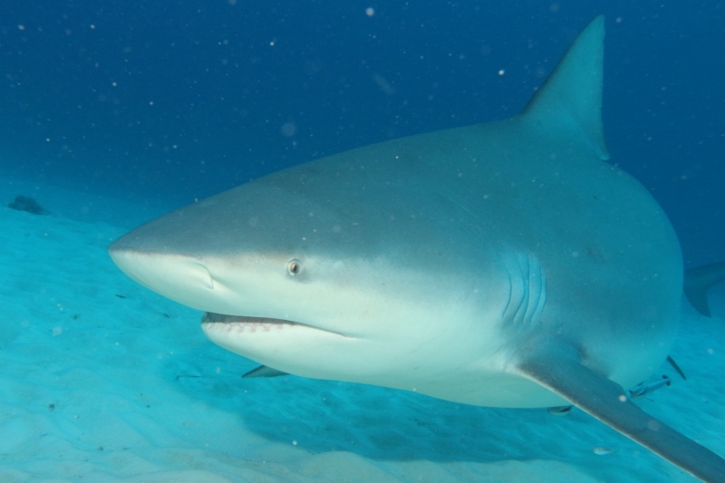 Shark Diving Adventure with Maroma Dive center Shark Diving Adventure with Maroma Dive center
