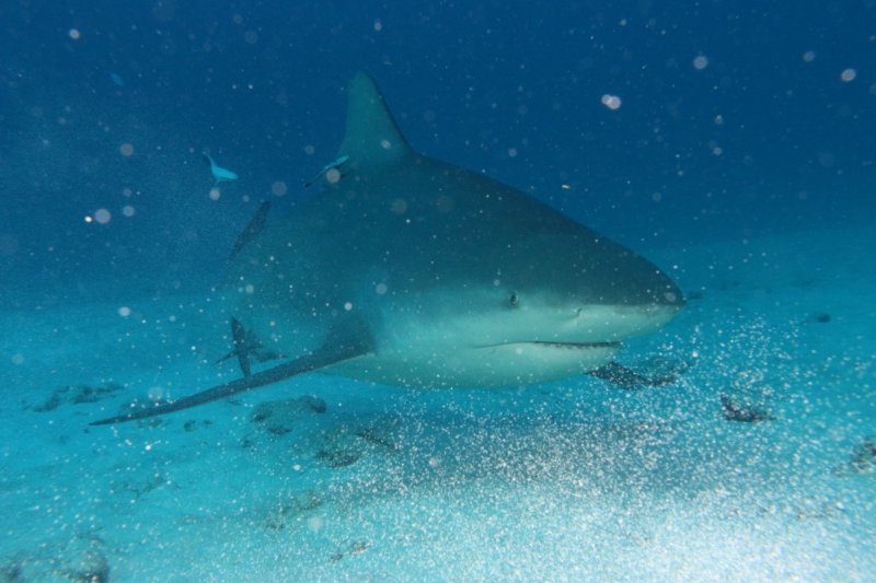Shark Diving Adventure with Maroma Dive center Shark Diving Adventure with Maroma Dive center
