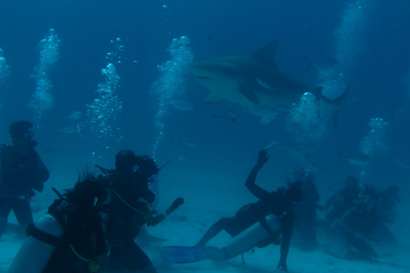 Shark Diving Adventure with Maroma Dive center Shark Diving Adventure with Maroma Dive center
