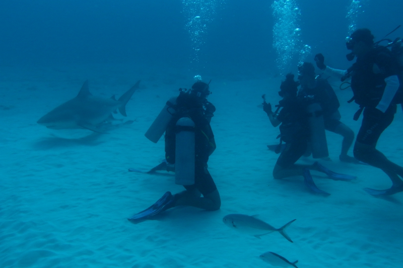 Shark Diving Adventure with Maroma Dive center Shark Diving Adventure with Maroma Dive center