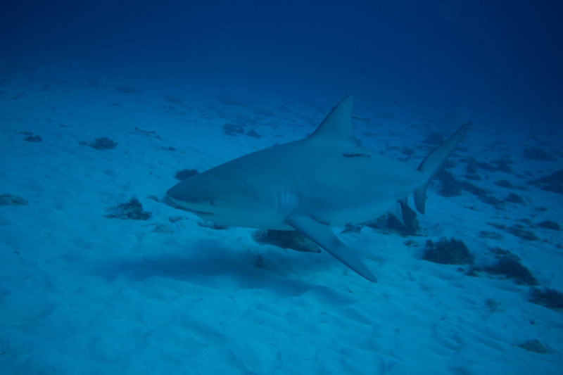 Shark Diving Adventure with Maroma Dive center Shark Diving Adventure with Maroma Dive center