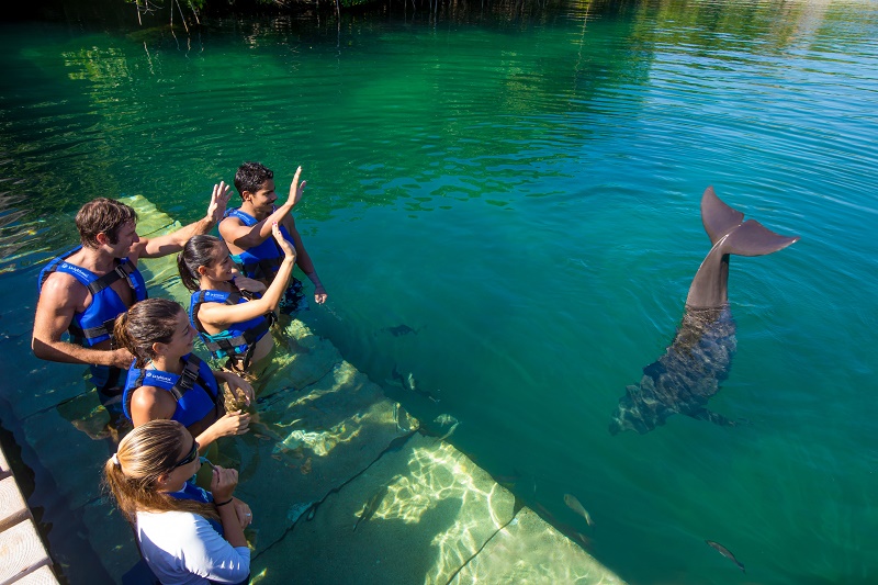 Dolphin Ride / Puerto Morelos Dolphin Ride / Puerto Morelos