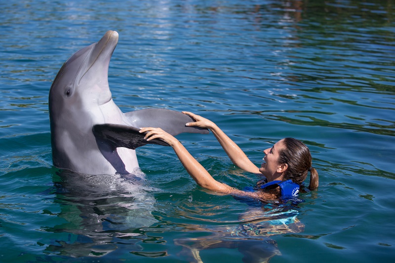 Dolphin Ride / Puerto Morelos Dolphin Ride / Puerto Morelos