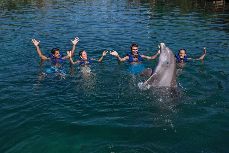 Dolphin Ride / Puerto Morelos Dolphin Ride / Puerto Morelos