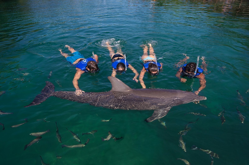 Dolphin Ride / Puerto Morelos Dolphin Ride / Puerto Morelos