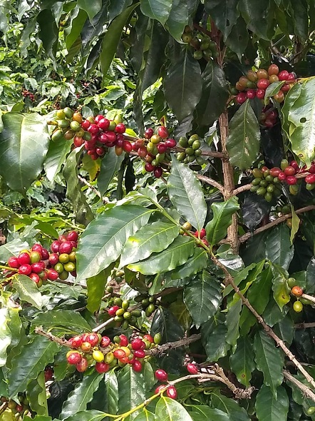 Fall in love with Xalapa and its aroma of coffee Fall in love with Xalapa and its aroma of coffee