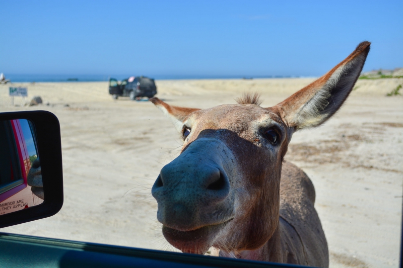 Jeep tour a Cabo Pulmo Jeep tour a Cabo Pulmo