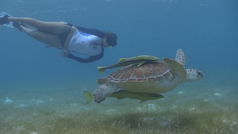 Sea Turtle Tour Sea Turtle Tour
