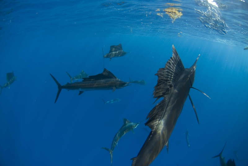 Sailfish Tour (snorkel) Sailfish Tour (snorkel)