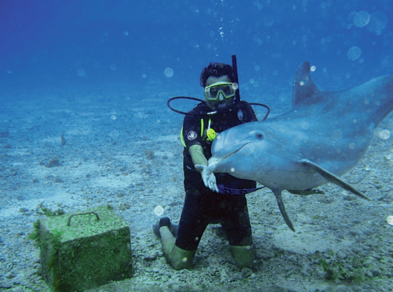 Dive With Dolphins (Dolphin Discovery) Dive With Dolphins (Dolphin Discovery)