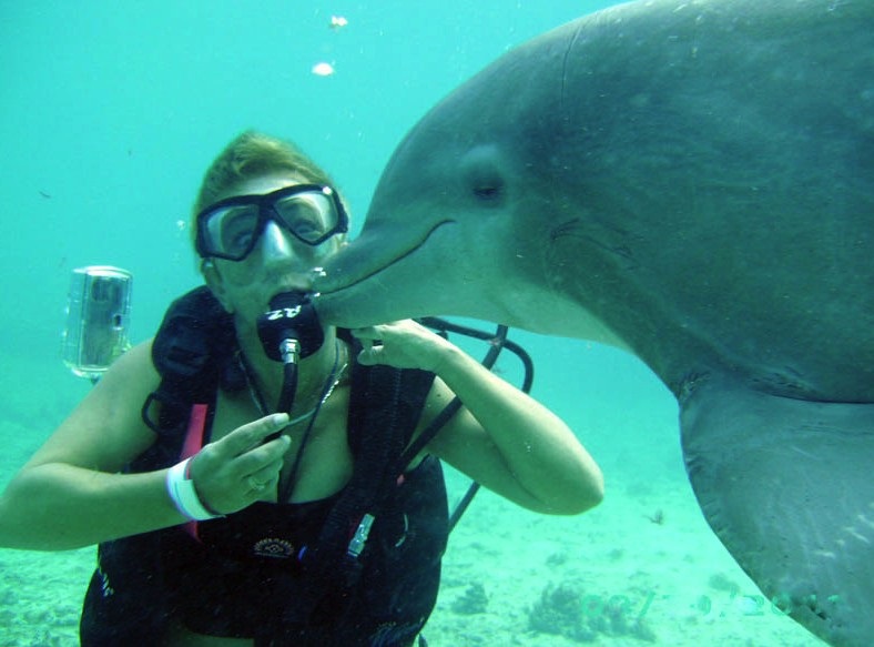 Dive With Dolphins (Dolphin Discovery) Dive With Dolphins (Dolphin Discovery)