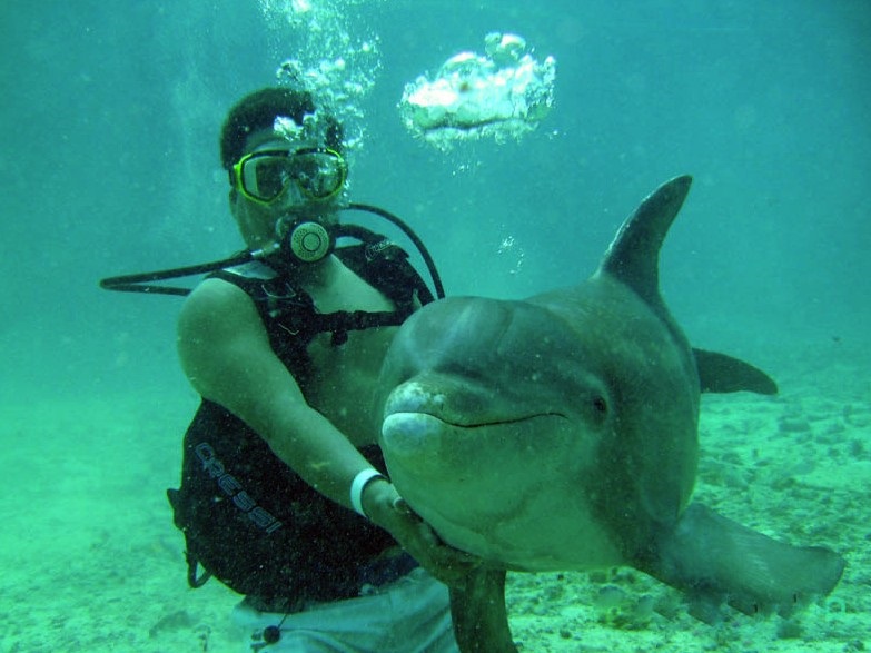Dive With Dolphins (Dolphin Discovery) Dive With Dolphins (Dolphin Discovery)