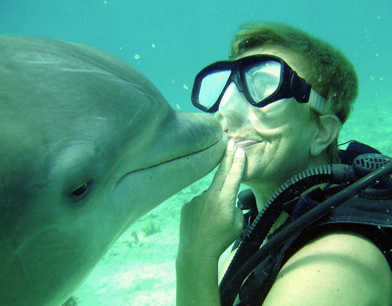 Dive With Dolphins (Dolphin Discovery) Dive With Dolphins (Dolphin Discovery)