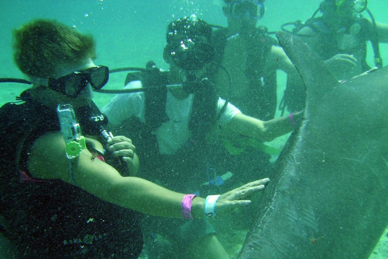 Dive With Dolphins (Dolphin Discovery) Dive With Dolphins (Dolphin Discovery)