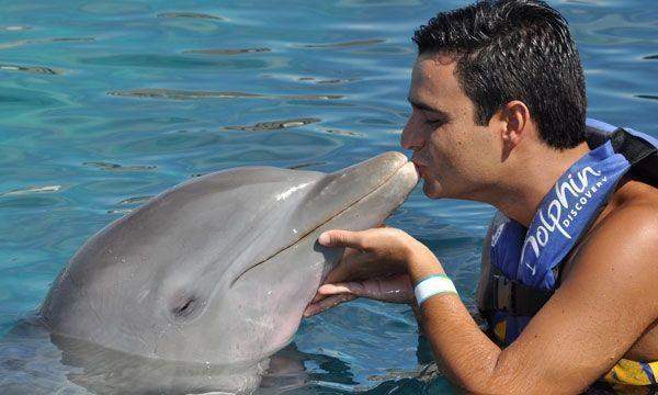 Dolphin Royal Swim Maroma Dolphin Royal Swim Maroma