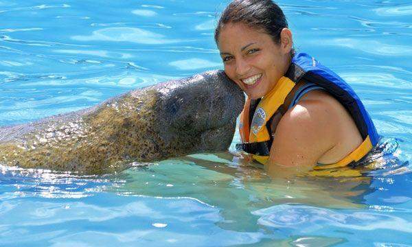 Encuentro con Manatíes (Cozumel) Encuentro con Manatíes (Cozumel)