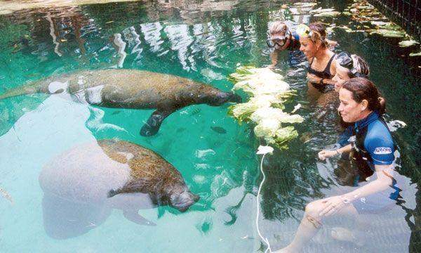 Encuentro con Manatíes (Cozumel) Encuentro con Manatíes (Cozumel)
