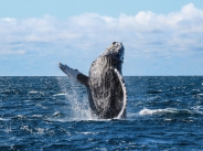 Avistamiento de ballenas en barco con fondo de cristal