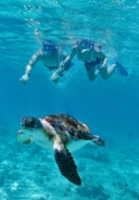 Coba & Turtle Adventure