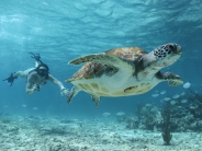 Cenote, Turtle, & Beach Club