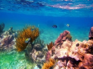 Snorkel en Arrecife y Cenote Privado