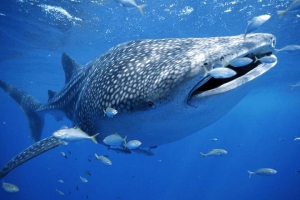 Excursión para ver tiburones ballena desde Cancun