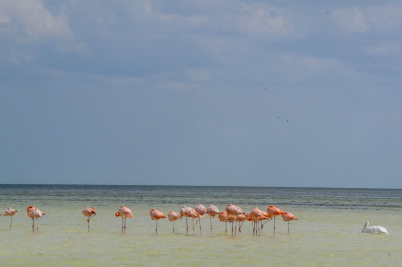 Holbox by Cancun Bay Tour