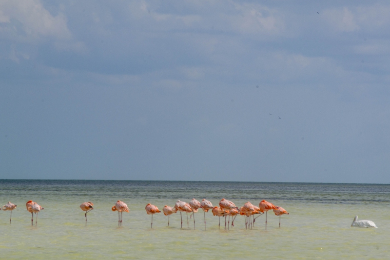 Tour Holbox