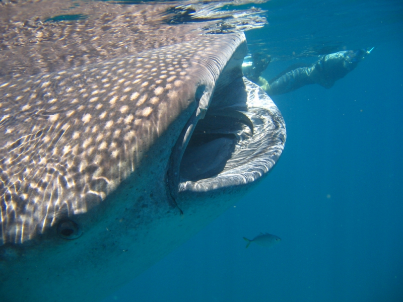 Whale Shark Swimming 